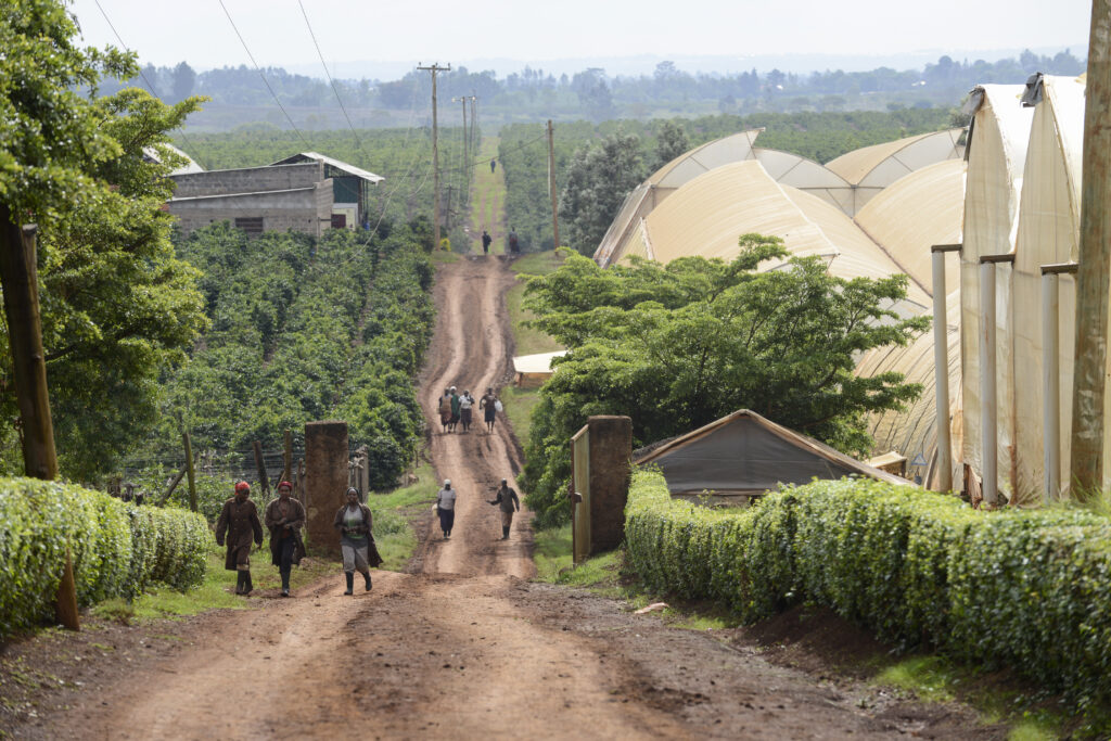 Fairtrade-Blumenfarm Simbi Roses, Kenia (c)TransFair e.V. [Jeorg Boethling]