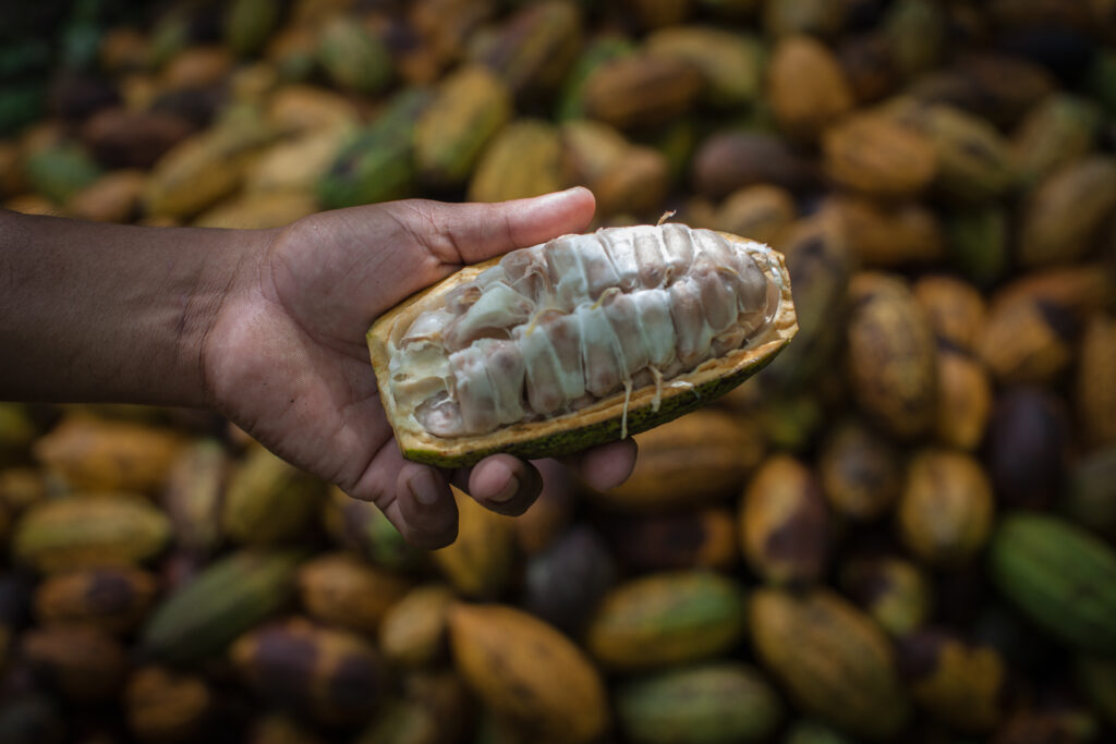 Fairtrade-Kakao 2 (c)TransFair e.V. [Sean Hawkey]